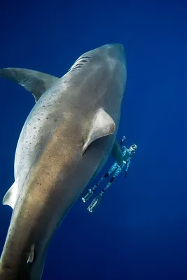 Самой большой белой акулы фото