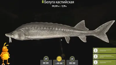 Белуга/Beluga - Рыбы - Fishing Planet Forum