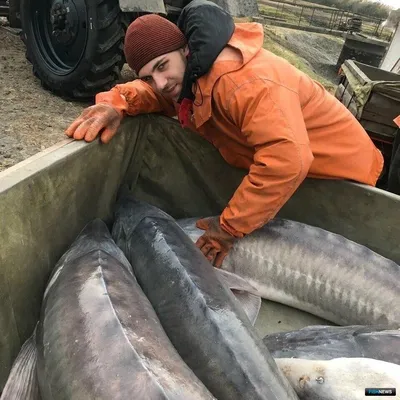 Ровеснице динозавров - дунайской белуге угрожает исчезновение | WWF