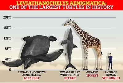 Самая большая черепаха в мире - origins.org.ua