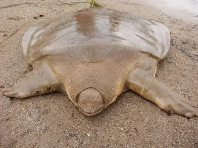 Гнездование и сохранение морских черепах | Большой Майами и Miami Beach