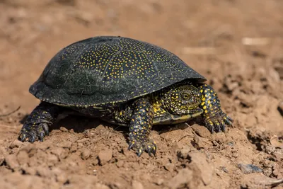 Колючая черепаха (Heosemys spinosa) — Блог Планета Экзотики