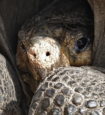 Самой старой черепахе в Турции исполнилось 100 лет - YouTube
