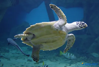 Крупный план черепахи Aldabra гигантской, самый большой Specie черепахи  земли в мире, тропический Specie гада с уязвимым состояни Стоковое Фото -  изображение насчитывающей гигантско, экзотическо: 145796028