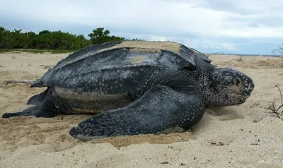 Самая большая черепаха в мире: нет панциря и плавает быстрее, чем бегает  Усэйн Болт | Планетяне | Дзен