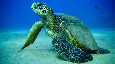Наблюдение за черепахами в Гвиане: советы натуралиста