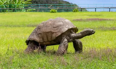 Aldabrachelys gigantea (Сейшельская черепаха) - Черепахи.ру