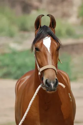 Beautiful horses