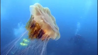Самые большие медузы!интересные факты!изучай! | МИР НА ЛАДОНИ | Дзен