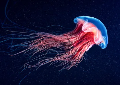 Медуза Цианея на Баренцевом Море - YouTube
