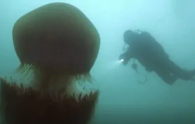 Самая большая медуза азовского моря - 60 фото