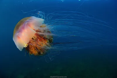 Жалят очень больно: к берегам Одессы приплыли медузы-корнероты