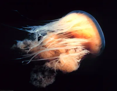 Арктическая цианея. Самая большая медуза в мире. | Zoocity | Дзен