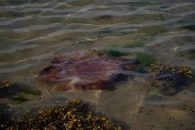 Самые опасные медузы! - YouTube