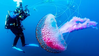 Самая большая медуза на берегу Баренцева моря. | Путешествия с  фотоаппаратом | Дзен