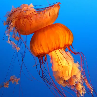 Самая большая в мире медуза путешествует в поисках лучшей жизни | Канны