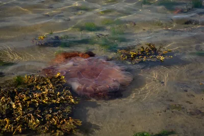 Туристов в Таиланде покусали смертельно опасные медузы. Как защититься? —  Секрет фирмы