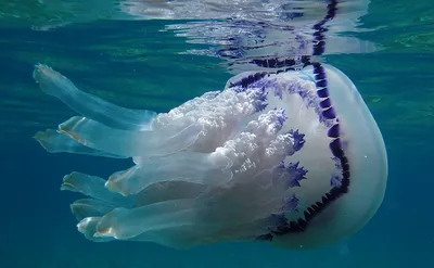 Самая большая медуза Волосистая Цианея - YouTube