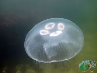 Самая большая медуза Чёрного моря | Мир в его многообразии | Дзен