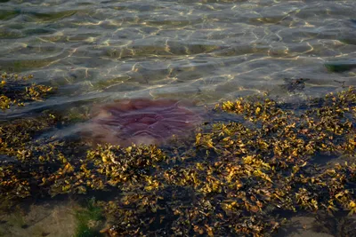 Мелкие медузы в черном море - 69 фото