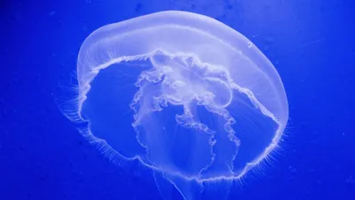 BM Innovation - Арктическая цианея — самая крупная медуза Мирового океана.  Щупальца этой медузы могут вытягиваться до 20 м. Обычно цианеи не вырастают  больше 50—60 см. Самая большая медуза достигала 36,5 метров,