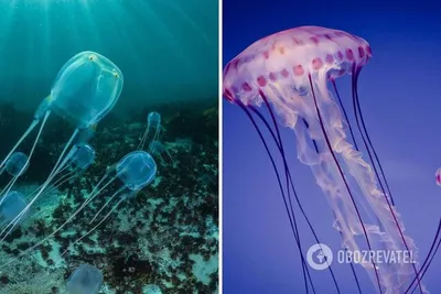 Большие медузы