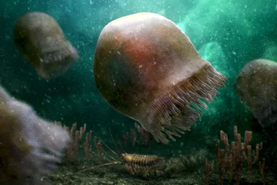 Мурманский областной краеведческий музей - Мы продолжаем рассказывать про  жителей Баренцева моря. Сегодня хотим познакомить вас с самой большой  медузой на свете ⠀ Да, арктическая цианея действительно самая крупная медуза  Мирового океана.