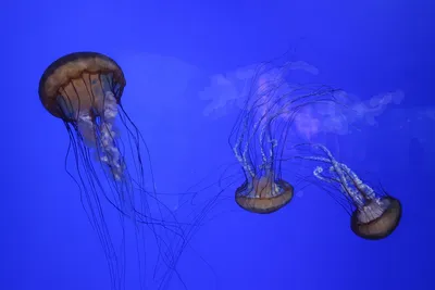 Самые опасные медузы мира: чем грозит их укус