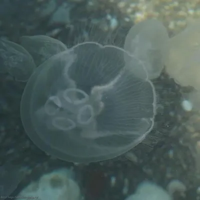 В Канаде нашли останки древнейших медуз возрастом больше полумиллиарда лет