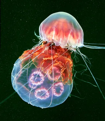 В Праге открылся самый большой в Европе медузариум с десятками тысяч медуз