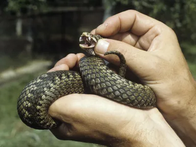 Amazing snakes | Kyiv