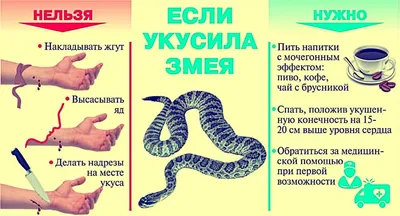 Что если бы самая огромная змея не вымерла?! | InterestingTable | Дзен