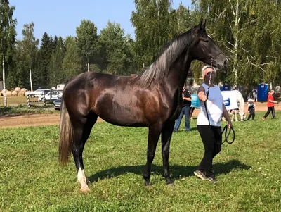 Breyer Коллекционные лошадки Traditional - «Если лошади - ваше всё, то  фигурки Breyer обязаны быть в коллекции» | отзывы