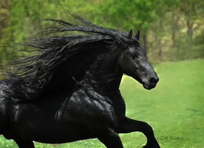 Самая красивая лошадь в мире — черный жеребец Фридрих Великий | Horses,  Pretty horses, Black stallion