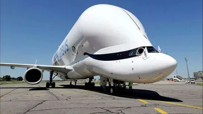 Редкий самолет Airbus Beluga улетел из Новосибирска в Сеул | ТРАНСПОРТ |  АиФ Новосибирск