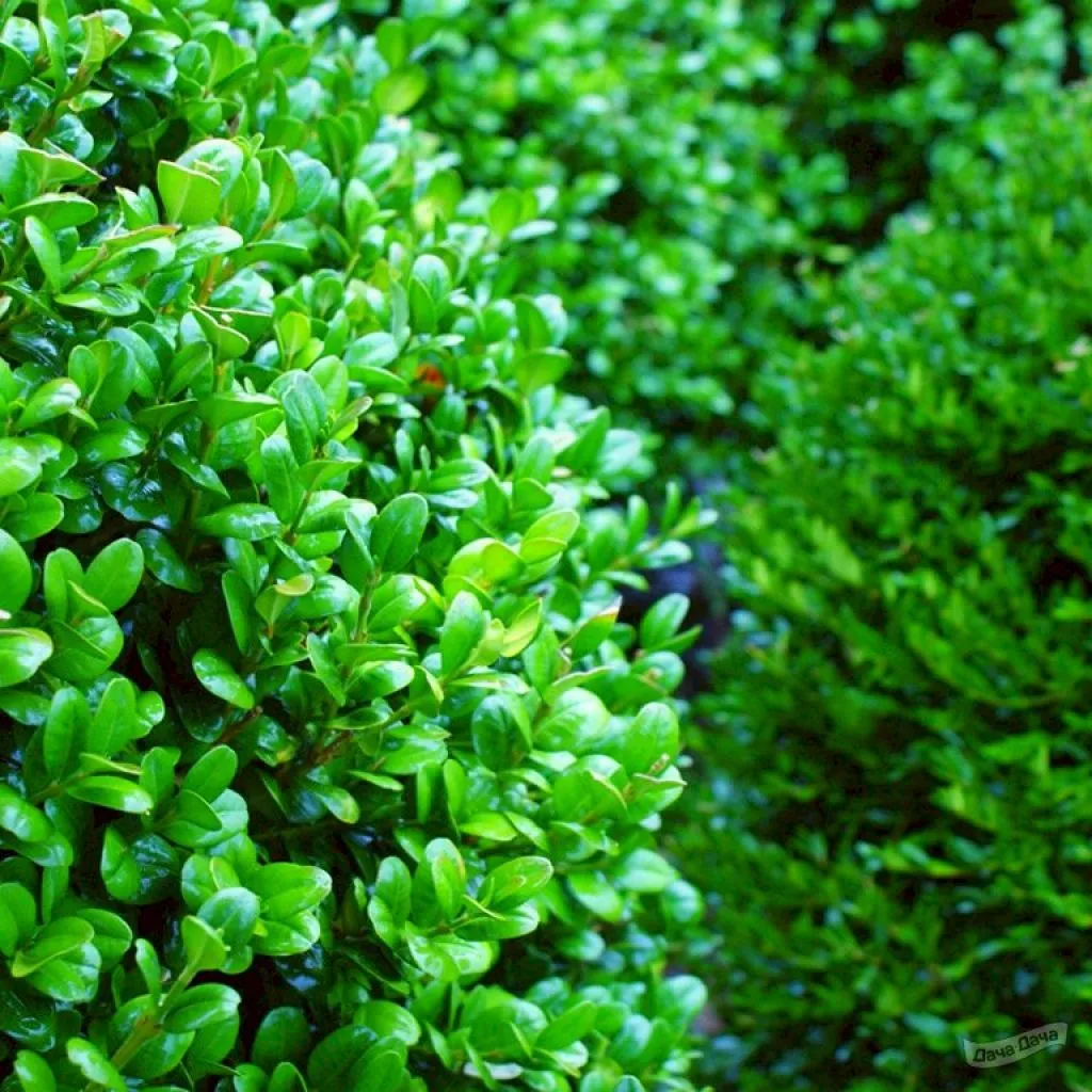 Какие вечно зеленые. Самшит Буксус. Buxus sempervirens самшит. Самшит Ротундифолия. Самшит вечнозеленый "Грин".