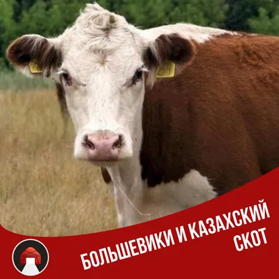 Молочные породы коров - самые высокоудойные породы коров | AVA MARKET