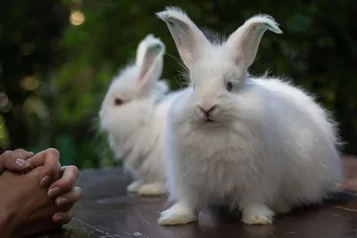 Карликовые кролики порода \"Львиноголовые\" - «Мой питомец Буся 🐰. Расскажу  все о породе, уходе и содержании в домашних условиях 🐰» | отзывы