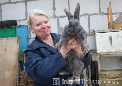 Дикий кролик вернулся навестить женщину, которая спасла его новорождённым -  ET | Articles