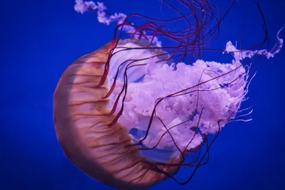 Побережье Азовского моря заполонили тысячи огромных медуз - Российская  газета