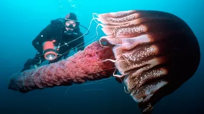 Самые большие медузы нашей планеты: Фото и описание