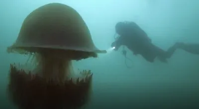 Большие медузы азовского моря - 66 фото