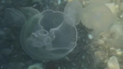 большие медузы стоковое фото. изображение насчитывающей океан - 229184566
