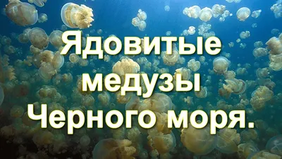 Медузы, очень много медуз, миграция …» — создано в Шедевруме