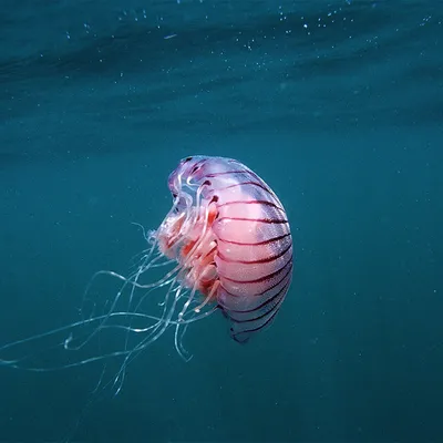 Самая большая, но безопасная ли? Гидробиолог рассказал, можно ли трогать  удивительную медузу арктическую цианею в Баренцевом море - KP.RU