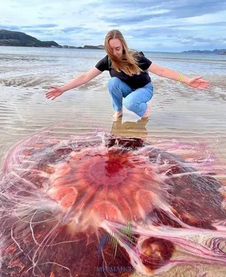 Тысячи медуз с ядовитым жалом заполонили общественные пляжи: Звери: Из  жизни: Lenta.ru