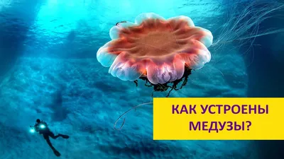 Медузы в баренцевом море - 65 фото