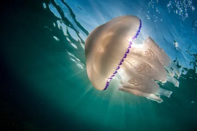 В Одессе отдыхающих пугают огромные медузы - Новости на KP.UA