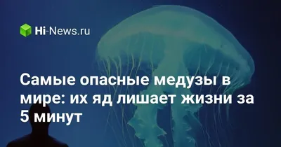 Самая опасная медуза Черного моря приплыла на пляж в Сочи: Звери: Из жизни:  Lenta.ru
