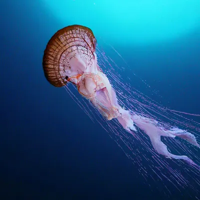 4 удивительных факта о медузах